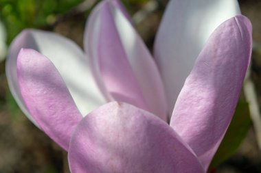 Bir manolya çiçeğinin özel görüntüsü hassas pembe ve beyaz yapraklarını sergiliyor. Detaylı bir merkezi mastırı çevreleyen. Doğanın güzelliğini ve karmaşıklığını seçici bir odak noktasında yakalar.