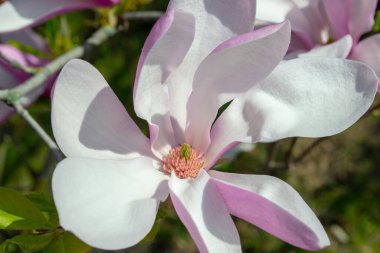 Pembe ve beyaz yapraklı, çiçek açan bir manolya çiçeğinin yakın plan görüntüsü. Canlı ilkbaharda yakalanan narin çiçek çiçekli ayrıntıları ve doğal güzelliği vurguluyor. Seçici bir odak noktası.