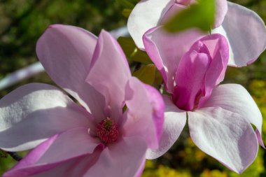 Pembe manolya çiçekleri yakın plan çekimde yetişir. Hassas taç yapraklarını ve canlı renklerini bulanık doğal bir arka plana vurgular. seçici odak