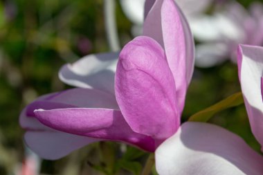 Pembe manolya çiçekleri yakın plan çekimde yetişir. Hassas taç yapraklarını ve canlı renklerini bulanık doğal bir arka plana vurgular. seçici odak