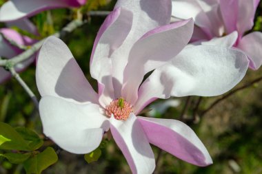 Pembe ve beyaz yapraklı, çiçek açan bir manolya çiçeğinin yakın plan görüntüsü. Canlı ilkbaharda yakalanan narin çiçek çiçekli ayrıntıları ve doğal güzelliği vurguluyor. Seçici bir odak noktası.