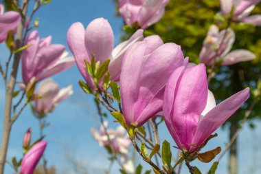 Parlak pembe manolya çiçekleri açık mavi gökyüzüne karşı çiçek açar. Yakından bakıldığında, narin taç yaprakları ve canlı renkler baharın özünü yansıtıyor. seçici odak