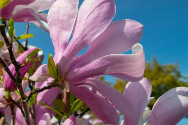 Pembe manolya çiçekleri açık mavi gökyüzünün altında canlı yapraklar ve taze yeşil yapraklarla açarak güneşli bir bahar gününün huzurlu güzelliğini yakalıyorlar. seçici odak