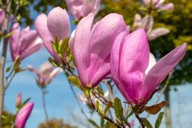 Parlak pembe manolya çiçekleri açık mavi gökyüzüne karşı çiçek açar. Yakından bakıldığında, narin taç yaprakları ve canlı renkler baharın özünü yansıtıyor. seçici odak