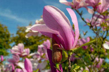 Pembe manolya çiçeği, açık mavi gökyüzüne yakın planda çekilmiş. Bu canlı çiçek, ilkbahar mevsimini ve doğanın güzelliğini vurgulayarak güzel bir şekilde öne çıkıyor. seçici odak