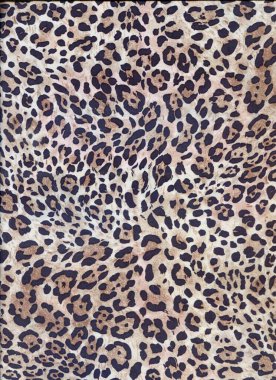 Lüks leopar geçmişi. Çita izi. Kar leoparı kürkü. Vahşi kaplan deseni. Pantera hayvan izi..