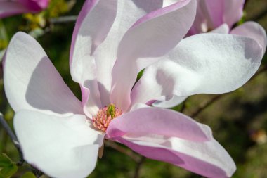 Pembe ve beyaz yapraklı, çiçek açan bir manolya çiçeğinin yakın plan görüntüsü. Canlı ilkbaharda yakalanan narin çiçek çiçekli ayrıntıları ve doğal güzelliği vurguluyor. Seçici bir odak noktası.