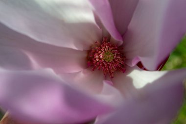 Yakından çekilen narin manolya çiçeği canlı bir merkezle yumuşak pembe ve beyaz taç yapraklarını sergiliyor. Kompozisyon doğanın zarafetini ve güzelliğini vurguluyor. Seçici odak.