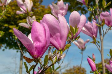 Parlak pembe manolya çiçekleri açık mavi gökyüzüne karşı çiçek açar. Yakından bakıldığında, narin taç yaprakları ve canlı renkler baharın özünü yansıtıyor. seçici odak