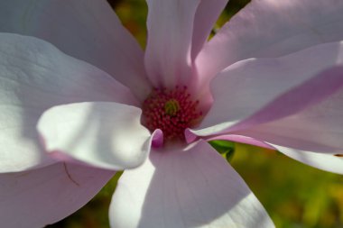 Yakından çekilen narin manolya çiçeği canlı bir merkezle yumuşak pembe ve beyaz taç yapraklarını sergiliyor. Kompozisyon doğanın zarafetini ve güzelliğini vurguluyor. Seçici odak.