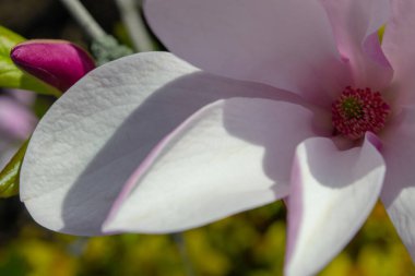 Yakından çekilen narin manolya çiçeği canlı bir merkezle yumuşak pembe ve beyaz taç yapraklarını sergiliyor. Kompozisyon doğanın zarafetini ve güzelliğini vurguluyor. Seçici odak.
