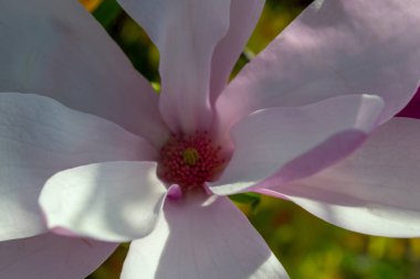 Yakından çekilen narin manolya çiçeği canlı bir merkezle yumuşak pembe ve beyaz taç yapraklarını sergiliyor. Kompozisyon zarafeti ve güzelliği vurguluyor. Seçici odak.