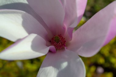 Manolya çiçeğinin narin taç yaprakları yakın plan çekimde açılır. Karmaşık detaylar ve canlı renkler ortaya çıkar. Görüntü, baharın zarafetini ve doğal güzelliğini yakalar. Seçici odaklanma.