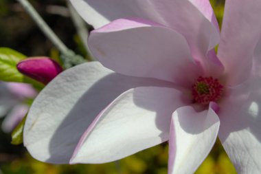 Yakından çekilen narin manolya çiçeği canlı bir merkezle yumuşak pembe ve beyaz taç yapraklarını sergiliyor. Kompozisyon doğanın zarafetini ve güzelliğini vurguluyor. Seçici odak.