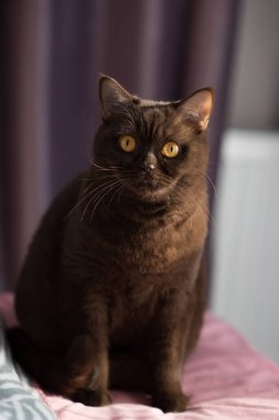 Kehribar renkli derin gözleri olan güzel ve zarif bir kahverengi kedi desenli bir battaniyenin üzerinde rahatça yatıyor. Kedinin pürüzsüz, koyu kürkü, sıcak ve anlamlı bakışlarla çelişen zengin, çikolata rengi..