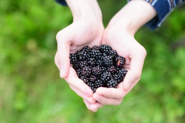 İki elin yakın çekimi, birbirine kenetlenmiş, yumuşak, yeşil, odak dışı bir zemine karşı cömert bir avuç olgun, koyu böğürtlen tutuyor. Böğürtlen ve ellere odaklanarak meyvenin dokusunu ve derin rengini vurguluyorlar.