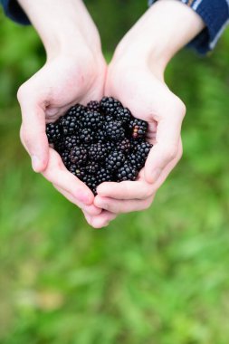 İki elin yakın çekimi, birbirine kenetlenmiş, yumuşak, yeşil, odak dışı bir zemine karşı cömert bir avuç olgun, koyu böğürtlen tutuyor. Böğürtlen ve ellere odaklanarak meyvenin dokusunu ve derin rengini vurguluyorlar.