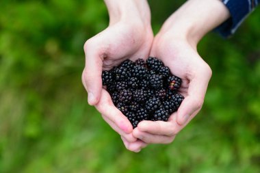İki elin yakın çekimi, birbirine kenetlenmiş, yumuşak, yeşil, odak dışı bir zemine karşı cömert bir avuç olgun, koyu böğürtlen tutuyor. Böğürtlen ve ellere odaklanarak meyvenin dokusunu ve derin rengini vurguluyorlar.