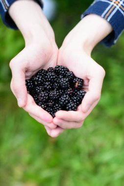  İki elin yakın çekimi, birbirine kenetlenmiş, yumuşak, yeşil, odak dışı bir arka plana karşı cömert bir avuç olgun, koyu böğürtlen tutuyor.. 