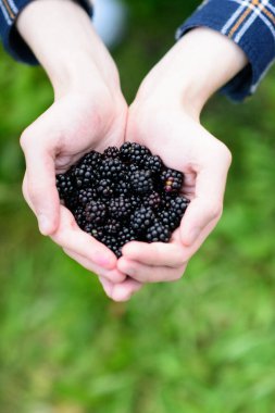 İki elin yakın çekimi, birbirine kenetlenmiş, yumuşak, yeşil, odak dışı bir zemine karşı cömert bir avuç olgun, koyu böğürtlen tutuyor. Böğürtlen ve ellere odaklanarak meyvenin dokusunu ve derin rengini vurguluyorlar.