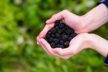 İki elin yakın çekimi, birbirine kenetlenmiş, yumuşak, yeşil, odak dışı bir zemine karşı cömert bir avuç olgun, koyu böğürtlen tutuyor. Böğürtlen ve ellere odaklanarak meyvenin dokusunu ve derin rengini vurguluyorlar.