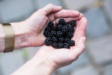 İki elin yakın çekimi, birbirine kenetlenmiş, yumuşak, yeşil, odak dışı bir zemine karşı cömert bir avuç olgun, koyu böğürtlen tutuyor. Böğürtlen ve ellere odaklanarak meyvenin dokusunu ve derin rengini vurguluyorlar.