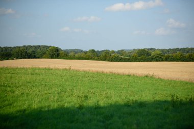 Bereketli çimenler, tarım arazileri ve ufukta güneşli mavi gökyüzünün altında uzanan bir ağaç hattı olan huzurlu tarım arazisi manzarası.