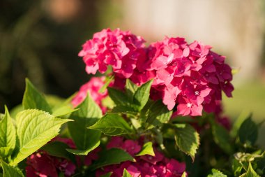 Yumuşak pastel tonlarında, tomurcuk gibi yumuşak taç yaprakları olan çiçek açan bir ortanca. Canlı yeşil yapraklar, çiçeklerin zengin renklerine taze bir zıtlık yaratarak yaz bahçelerinin ve süssel güzelliğin mükemmel bir sembolünü oluşturuyor.