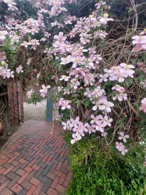 Kuzey Almanya 'da geleneksel bir Alman evinin önünde çiçek açan bir ağlayan ağaç, cazibesini ve bahar güzelliğini sergiliyor..