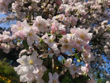 Berrak bir gökyüzüne karşı çiçek açan elma ağacı baharı, yenilenmeyi ve doğal güzelliği simgeliyor.