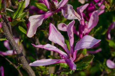 Blooming Magnolia Flower in Spring Close-Up