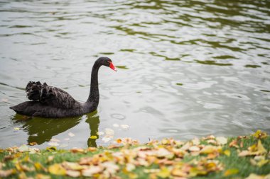 Sonbaharda gölde sakince yüzen kırmızı gagalı zarif siyah kuğu. Zarif kıvrımlı boynu ve koyu tüyleri suyun yumuşak dalgalarıyla çok güzel tezat oluşturuyor.