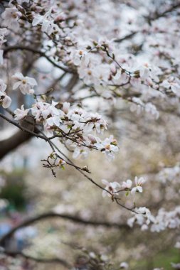 Yumuşak pembe ve beyaz taç yaprakları olan çiçek açan manolya çiçeğinin yakın çekimi. Geniş, yumuşak kıvrımlı taç yaprakları soluyor.