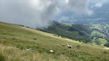 Stivo Dağı 'nda koyun, Trentino, sis ve ot