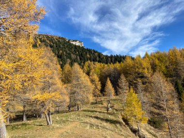 Trentino 'da sonbahar, doğa yürüyüşü, sarı ve altın renkleri