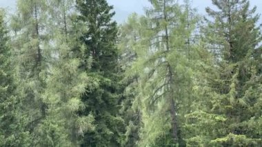 Trentino 'da yağmurda tarla kuşları ve çamlar