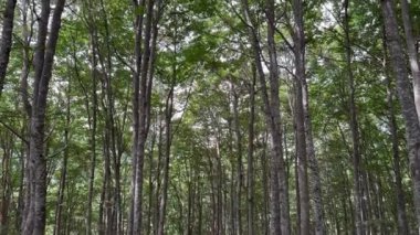 Trentino 'daki ormanlık alanda ibne ihtişamı.