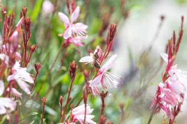 İlkbaharda polen içen mutlu arı