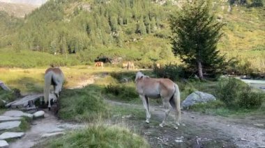 horsesi i mountain, Trentino