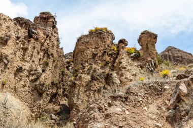 Bromelias and cactuses grows on the cliff. Andes, ecuadorian desert, Azuay province