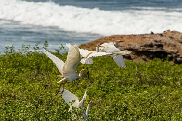 Néhány Marha Egrets Bubulcus Ibis Óceán Partján Felszáll — Stock Fotó