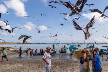 La Libertad, Ekvador - 21 Mart 2023 La Libertad Limanı. Sanatçı balıkçılar okyanusta balık tuttukları bir geceden sonra evlerine dönerler ve onları boşaltırlar. Fırkateyn balıkları çalmaya çalışıyor. Ekvador