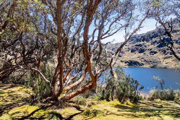 Toreadora Gölü Kıyısındaki Polylepis Ağacı Veya Kağıt Ağacı Ulusal Park — Stok fotoğraf