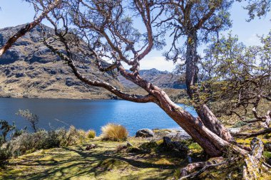 Toreadora Gölü kıyısındaki Polylepis ağacı veya Kağıt Ağacı Ulusal Park El Cajas, Andean Highlands, Azuay, Ekvador.