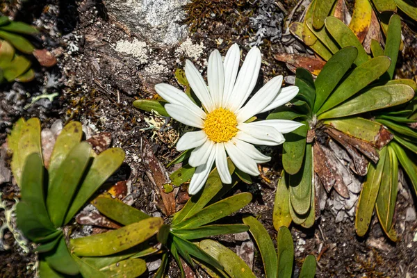 Werneria Pygmaea Erba Bassa Trova Parco Nazionale Cajas Nel Pramo — Foto Stock