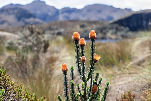 stock image Chuquirahua (Chuquiraga jussieui) flower of Andes, is a native species of Colombia, Ecuador and Peru. It is found at Toreadora lake recreation area in el Cajas National park, Ecuador