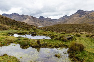 And Dağları 'ndaki El Cajas Ulusal Parkı' nda. Paramo ekosistemi deniz seviyesinden 3800 metre yükseklikte. Azuay vilayeti, Cuenca şehri yakınlarında..