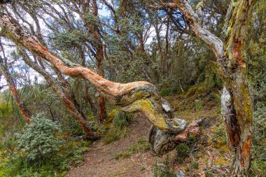 Ulusal Park El Cajas, Andean Highlands, Azuay, Ekvador 'da polilepis ağaçları veya kağıt ağaçları.