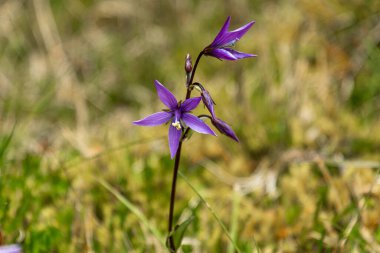 Gentianella rapunculoides. 20 cm uzunluğunda bitkiler, küçük gruplar halinde büyür. Kolombiya ve Ekvador dağılımı. Cajas Ulusal Parkı 'nda, yastık parkında bulunur..