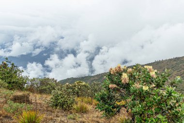 Ekvador 'un Molleturo (Azuay ili) yakınlarında bulutlu bir günde And Dağları manzarası. Oreocallis grandiflora (Cucharilla, Gail) deniz seviyesinden 3000 metre yüksekte çiçek açan çalılar.